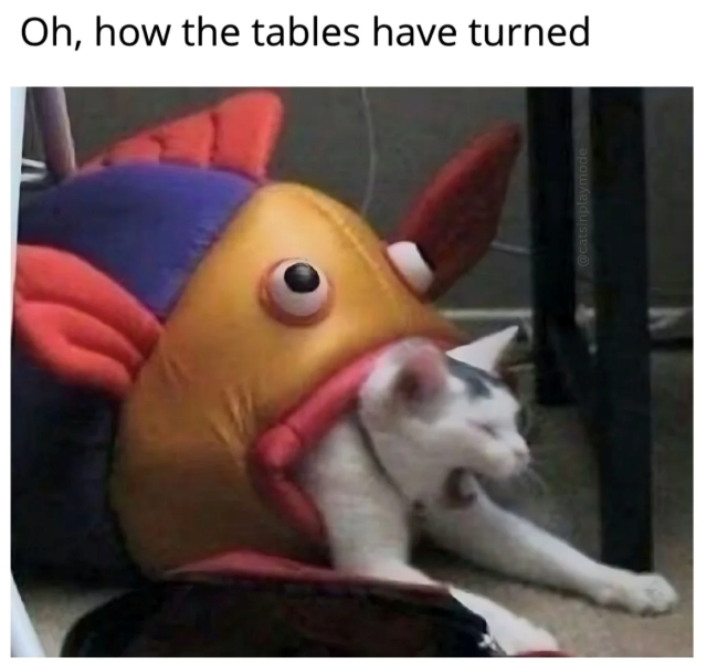 Oh, how the tables have turned @catsinplaymode