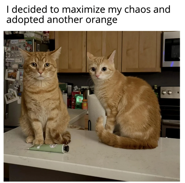 FON I decided to maximize my chaos and adopted another orange