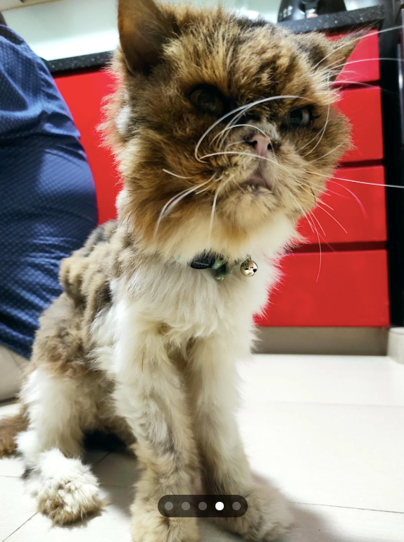 Cheezburger Image 10610096896