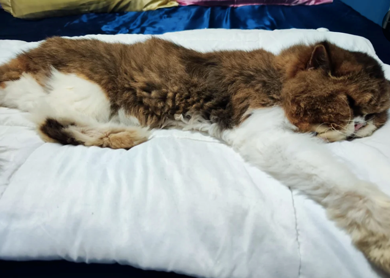 Cheezburger Image 10610097152