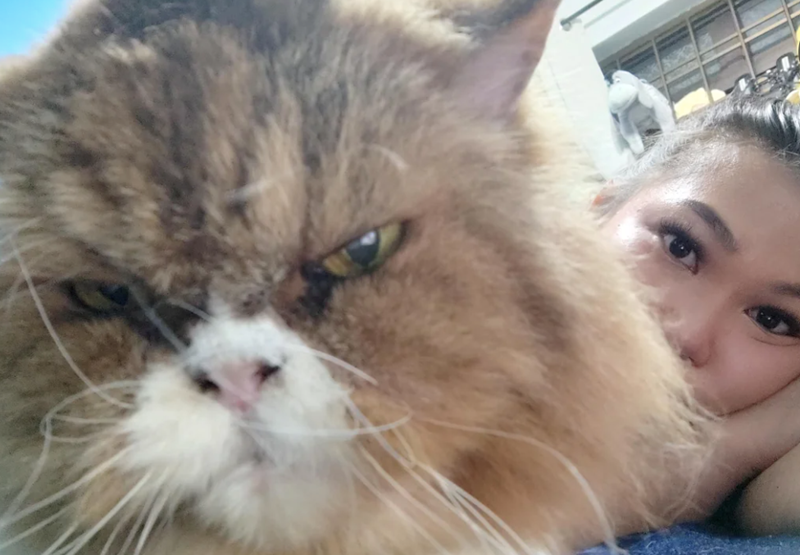 Cheezburger Image 10610097408