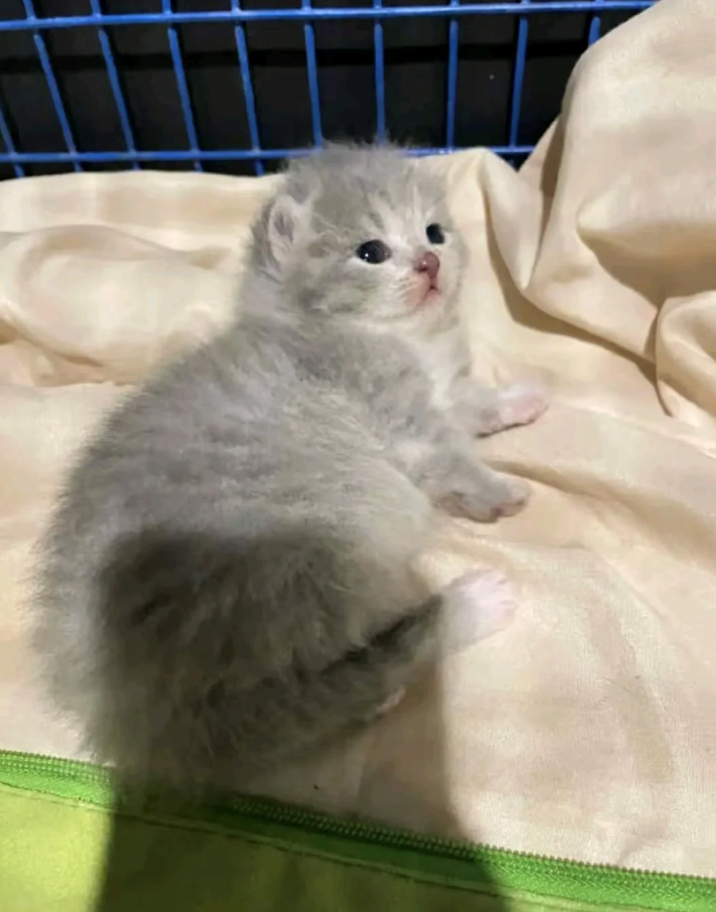 Cheezburger Image 10610110464