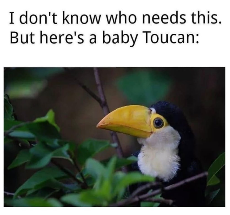 I don't know who needs this. But here's a baby Toucan: