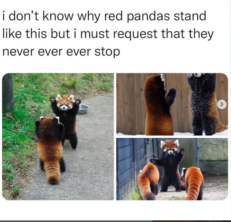 i don't know why red pandas stand like this but i must request that they never ever ever stop