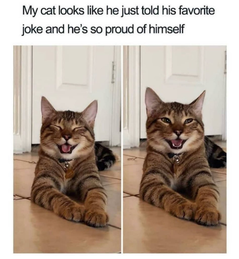 My cat looks like he just told his favorite joke and he's so proud of himself