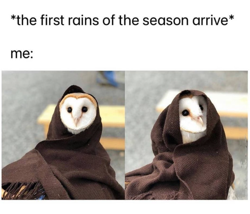 *the first rains of the season arrive* me: