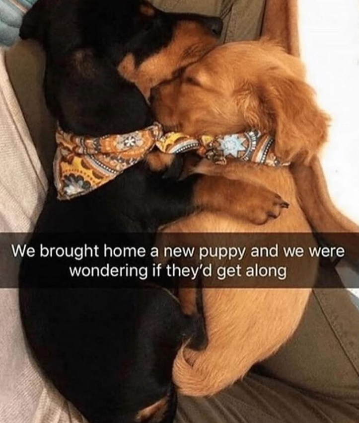 We brought home a new puppy and we were wondering if they'd get along