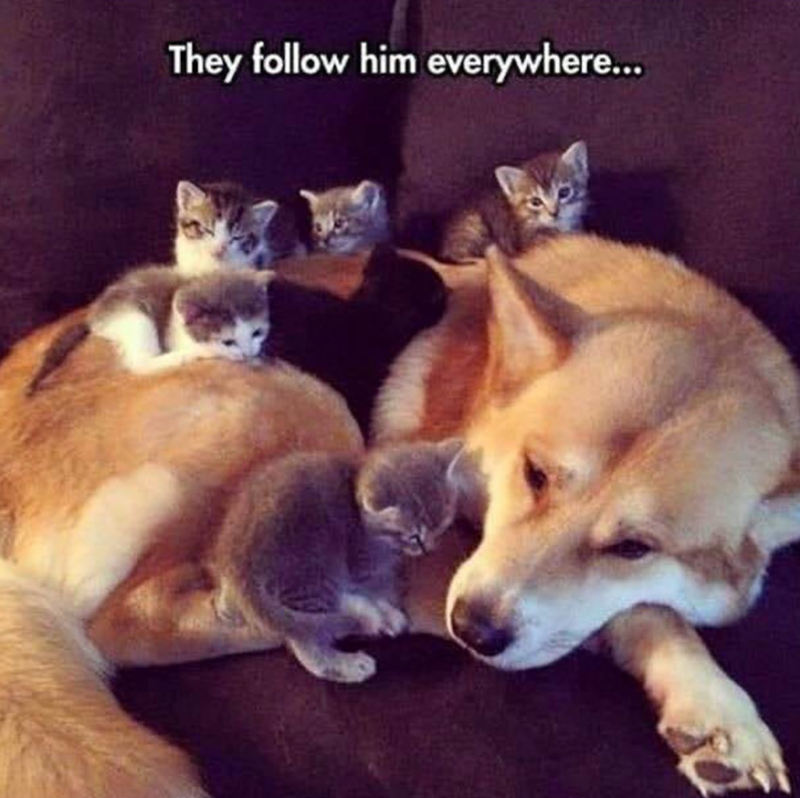 They follow him everywhere...