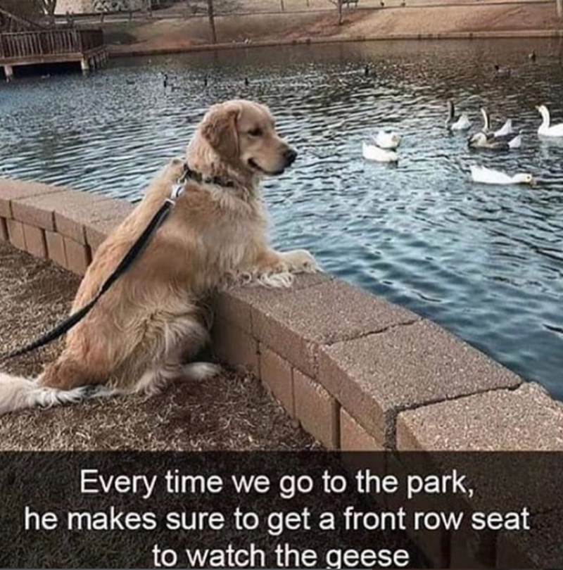 Every time we go to the park, he makes sure to get a front row seat to watch the geese