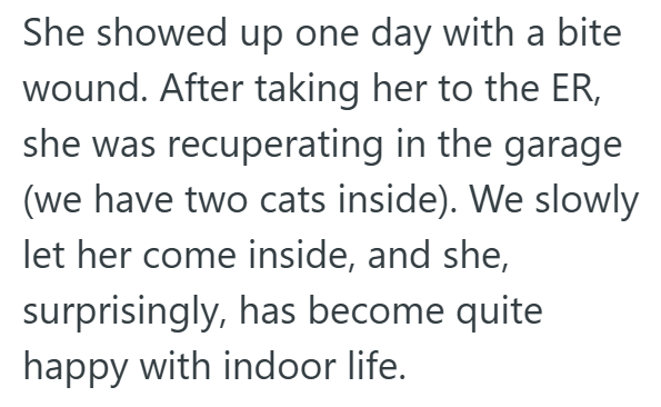 She showed up one day with a bite wound. After taking her to the ER, she was recuperating in the garage (we have two cats inside). We slowly let her come inside, and she, surprisingly, has become quite happy with indoor life.