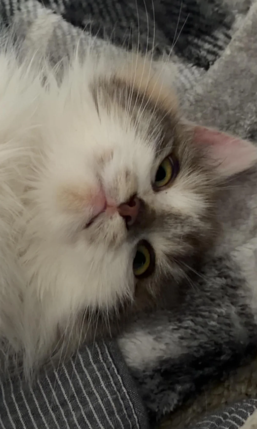 Cheezburger Image 10610123264