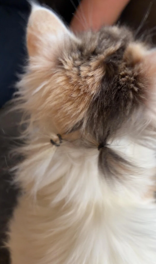 Cheezburger Image 10610123776