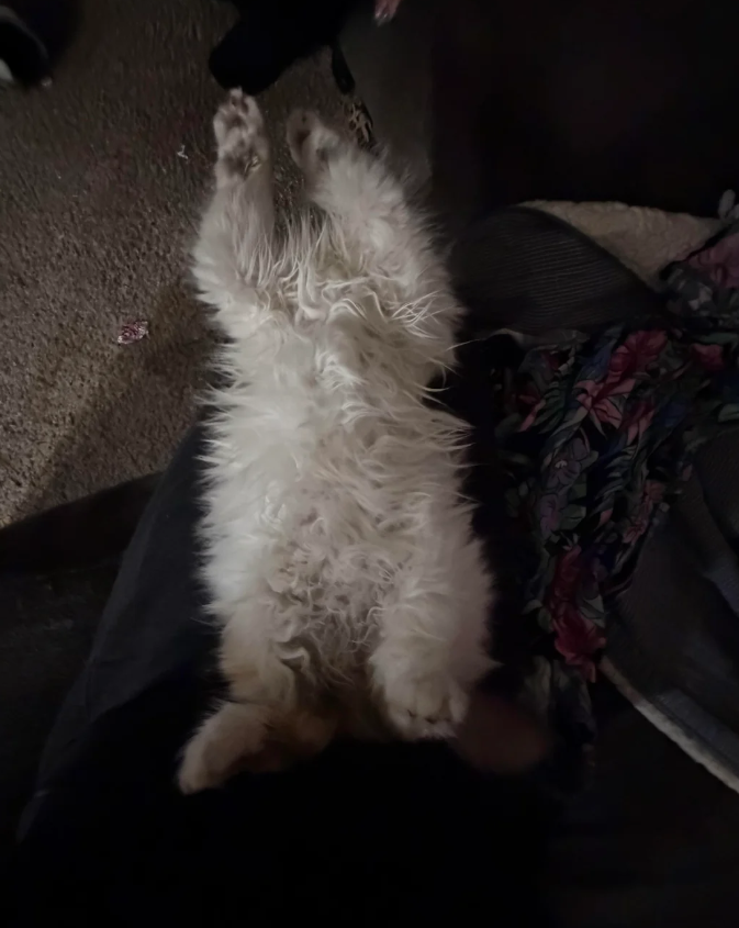 Cheezburger Image 10610124288