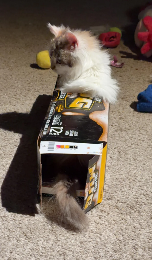 1837 0980 ZERO SUGAR SODA 12 cans ZERO SUGAR