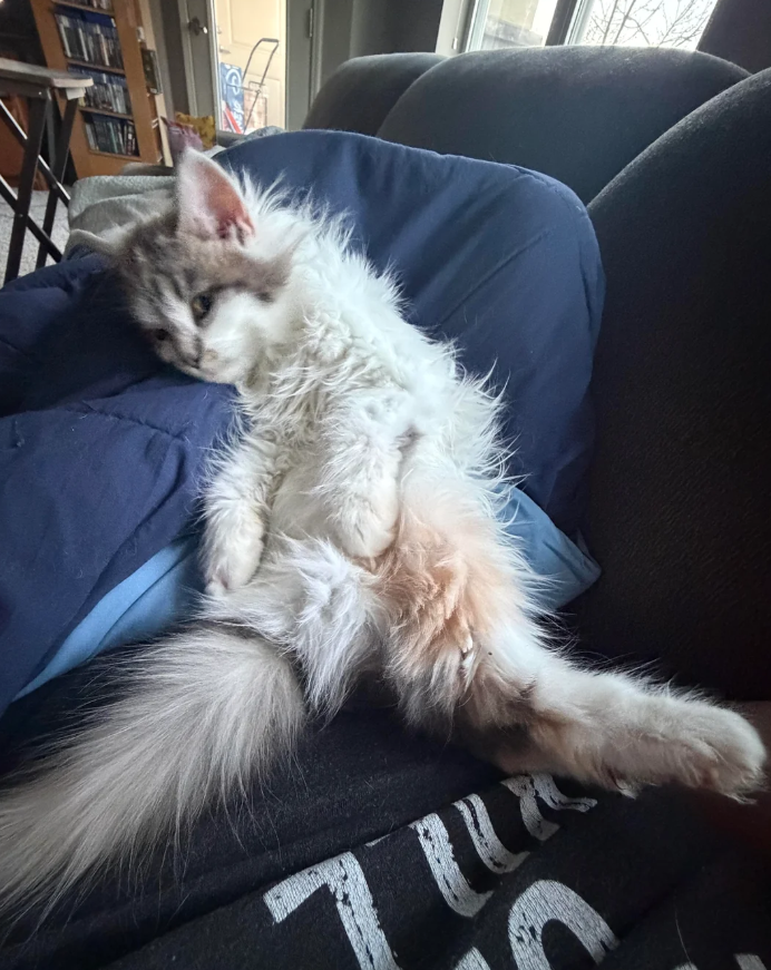 Cheezburger Image 10610125056