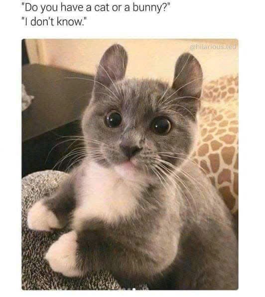 "Do you have a cat or a bunny?" "I don't know." @hilarious.ced