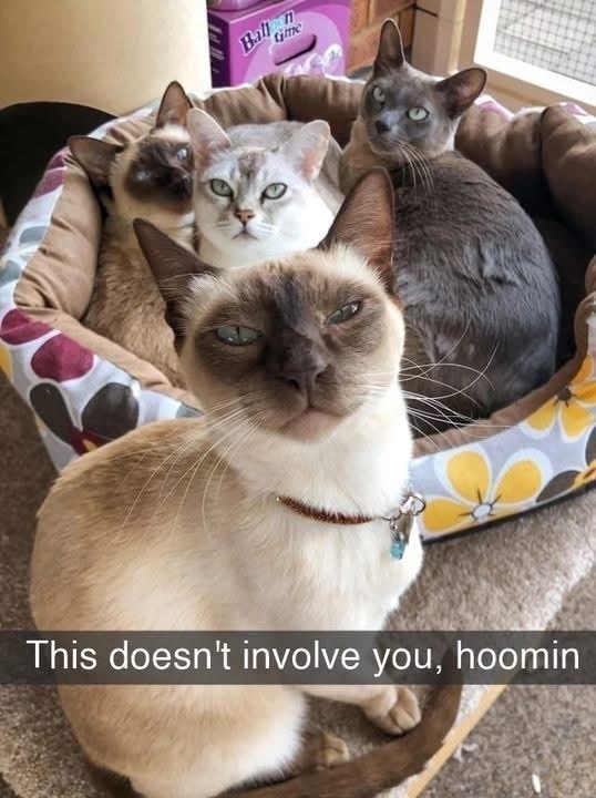 Balln time This doesn't involve you, hoomin