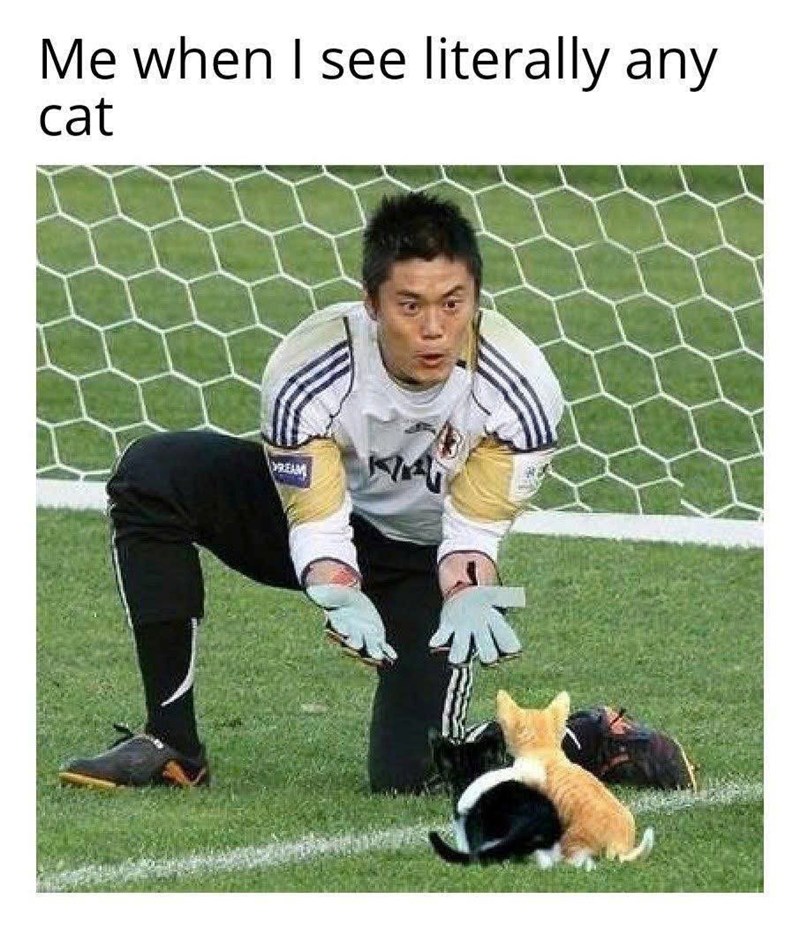Me when I see literally any cat