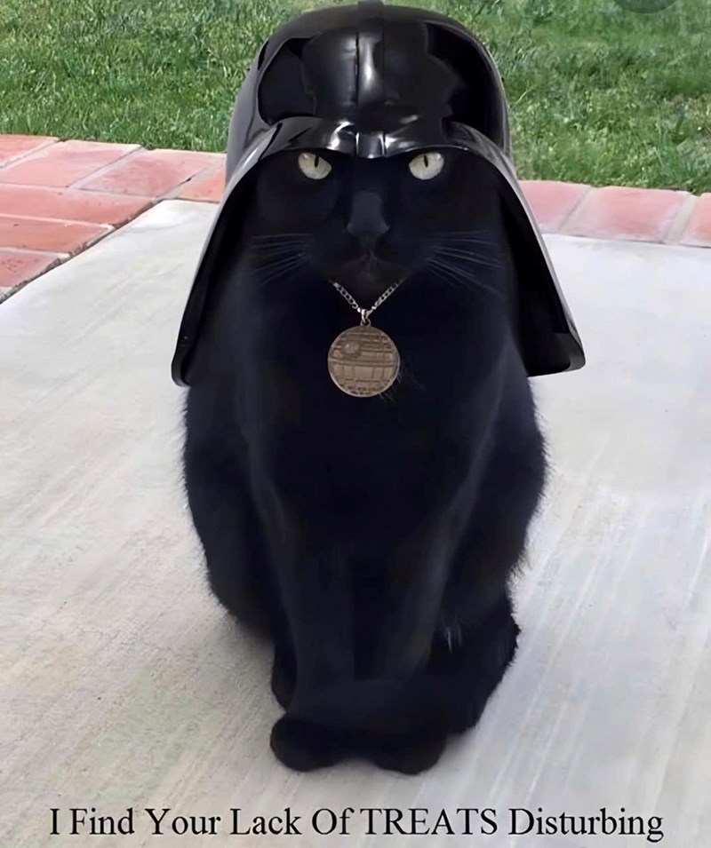 I Find Your Lack Of TREATS Disturbing