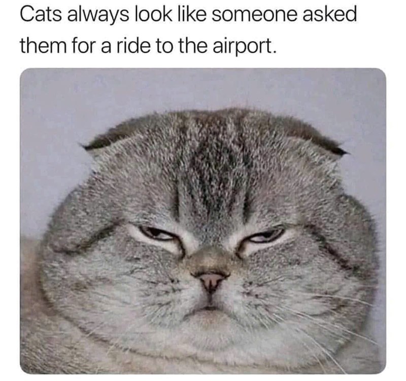 Cats always look like someone asked them for a ride to the airport.