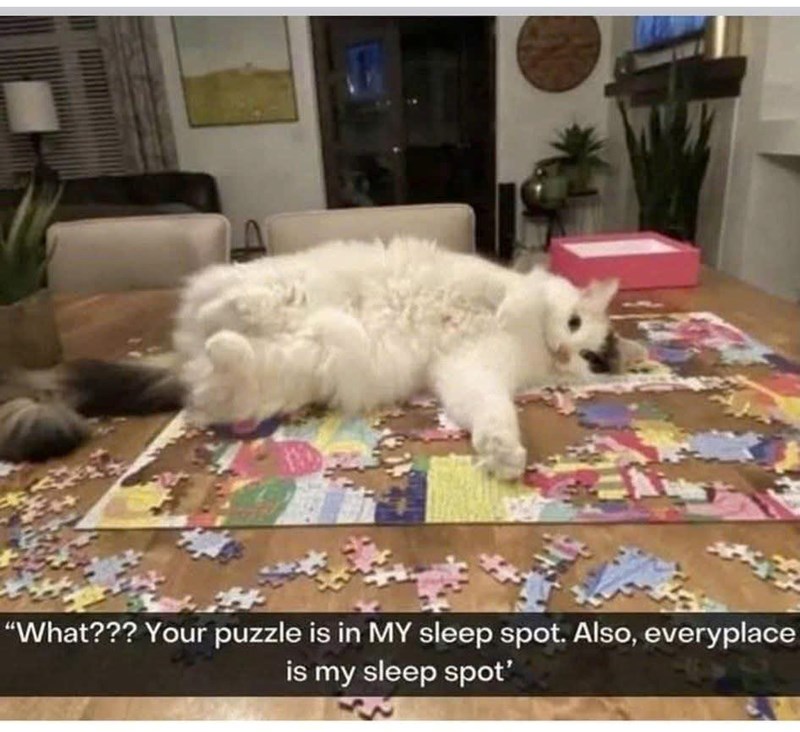 "What??? Your puzzle is in MY sleep spot. Also, everyplace is my sleep spot'