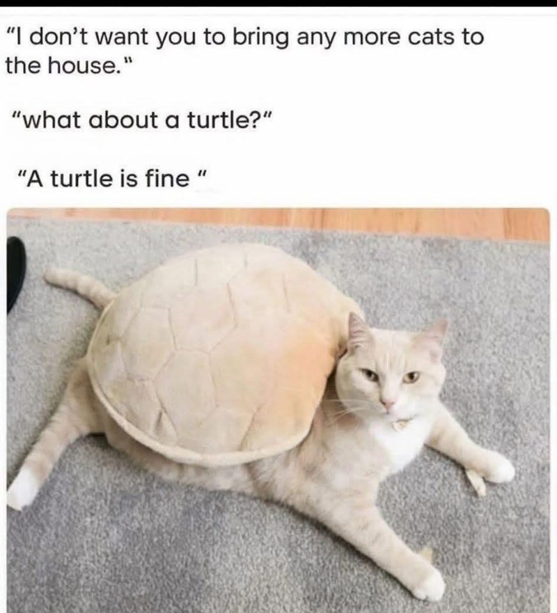 "I don't want you to bring any more cats to the house." "what about a turtle?" "A turtle is fine "