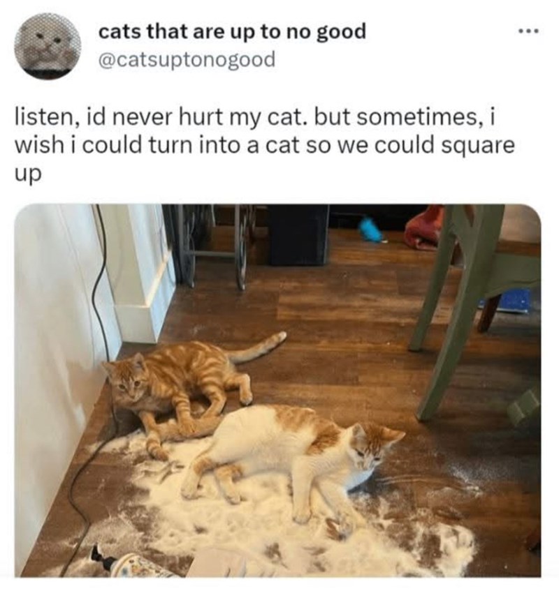 cats that are up to no good @catsuptonogood listen, id never hurt my cat. but sometimes, i wish i could turn into a cat so we could square up