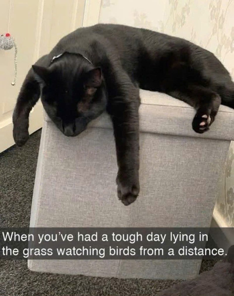 When you've had a tough day lying in the grass watching birds from a distance.