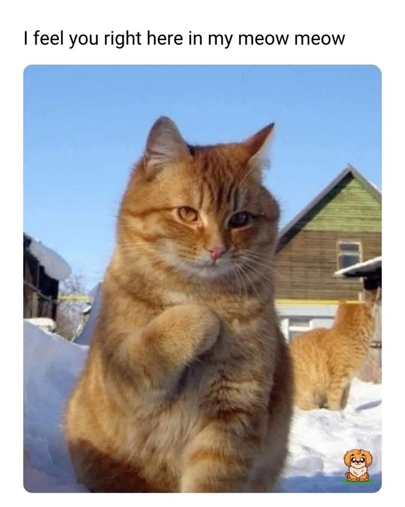 I feel you right here in my meow meow
