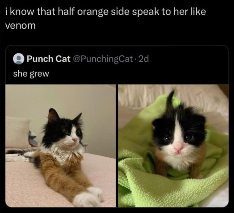 i know that half orange side speak to her like venom O Punch Cat @PunchingCat 2d she grew