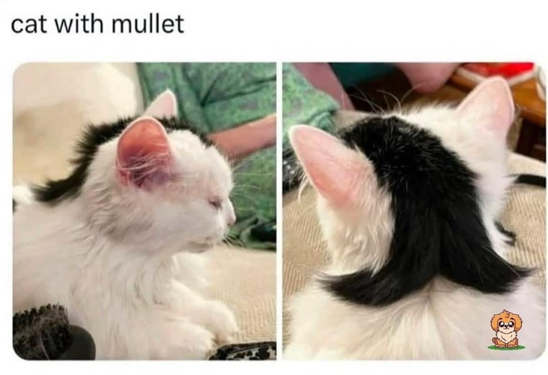 cat with mullet