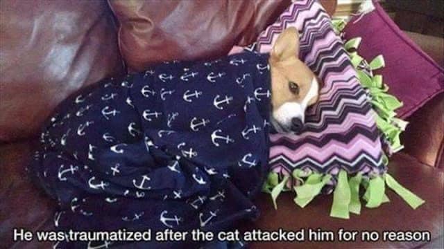 E+ t He was traumatized after the cat attacked him for no reason