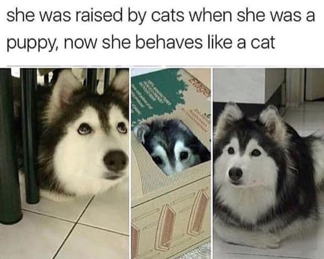 she was raised by cats when she was a puppy, now she behaves like a cat Flager