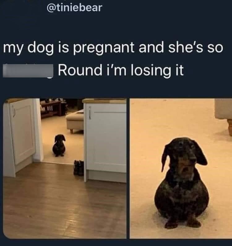 @tiniebear my dog is pregnant and she's so Round i'm losing it