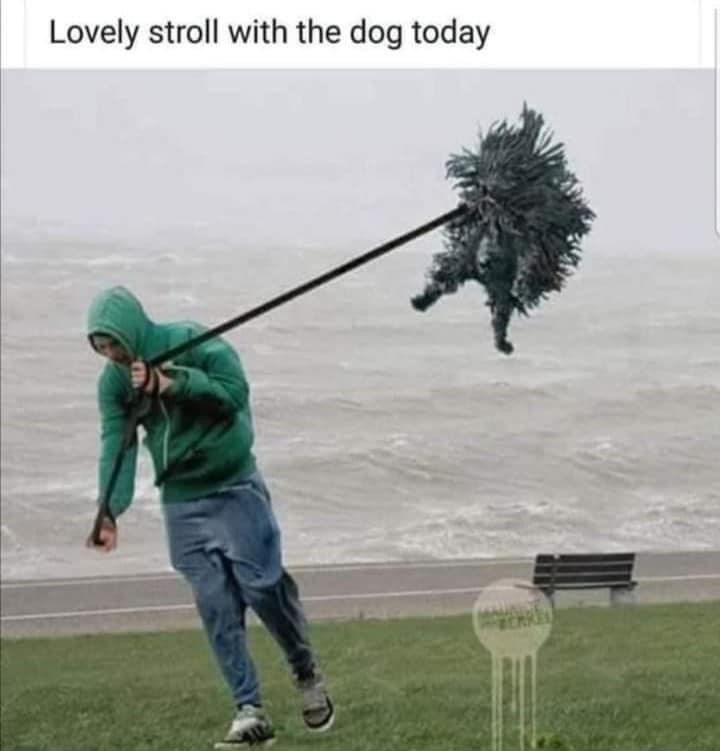 Lovely stroll with the dog today