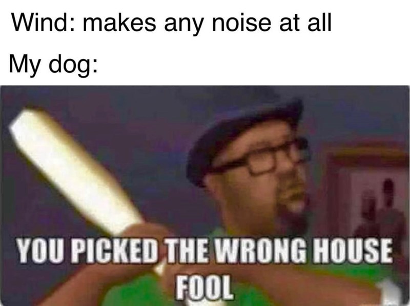 Wind: makes any noise at all My dog: YOU PICKED THE WRONG HOUSE FOOL