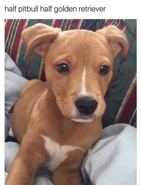 half pitbull half golden retriever