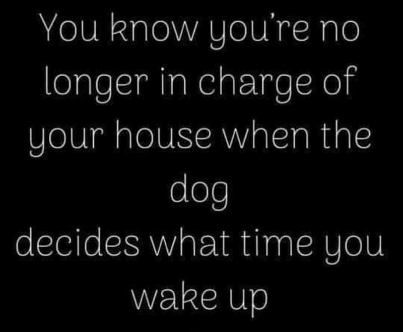 You know you're no longer in charge of your house when the dog decides what time you wake up