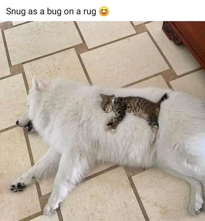 Snug as a bug on a rug