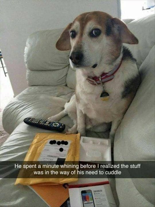 He spent a minute whining before I realized the stuff was in the way of his need to cuddle