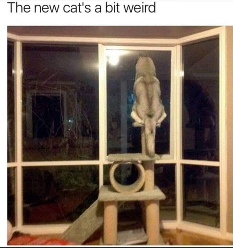 The new cat's a bit weird