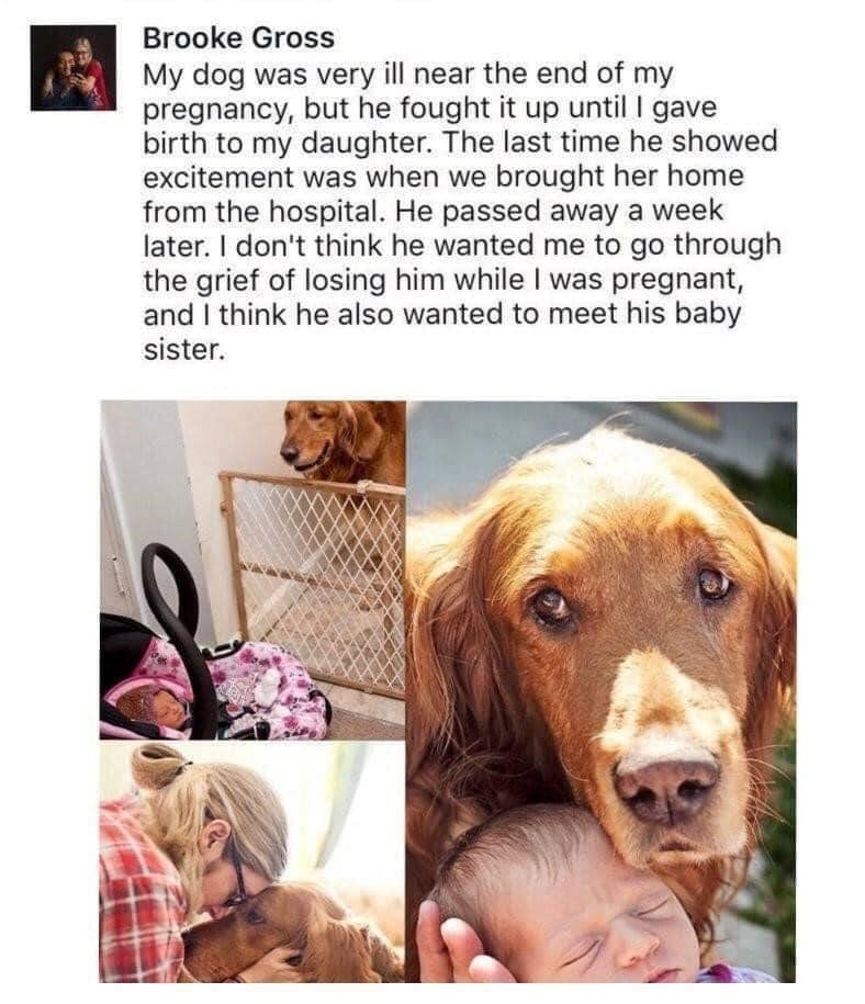 Brooke Gross My dog was very ill near the end of my pregnancy, but he fought it up until I gave birth to my daughter. The last time he showed excitement was when we brought her home from the hospital. He passed away a week later. I don't think he wanted me to go through the grief of losing him while I was pregnant, and I think he also wanted to meet his baby sister.