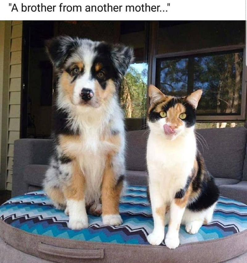 "A brother from another mother..."