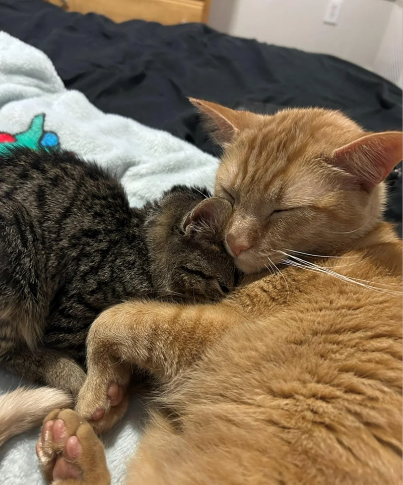 Cheezburger Image 10610157312