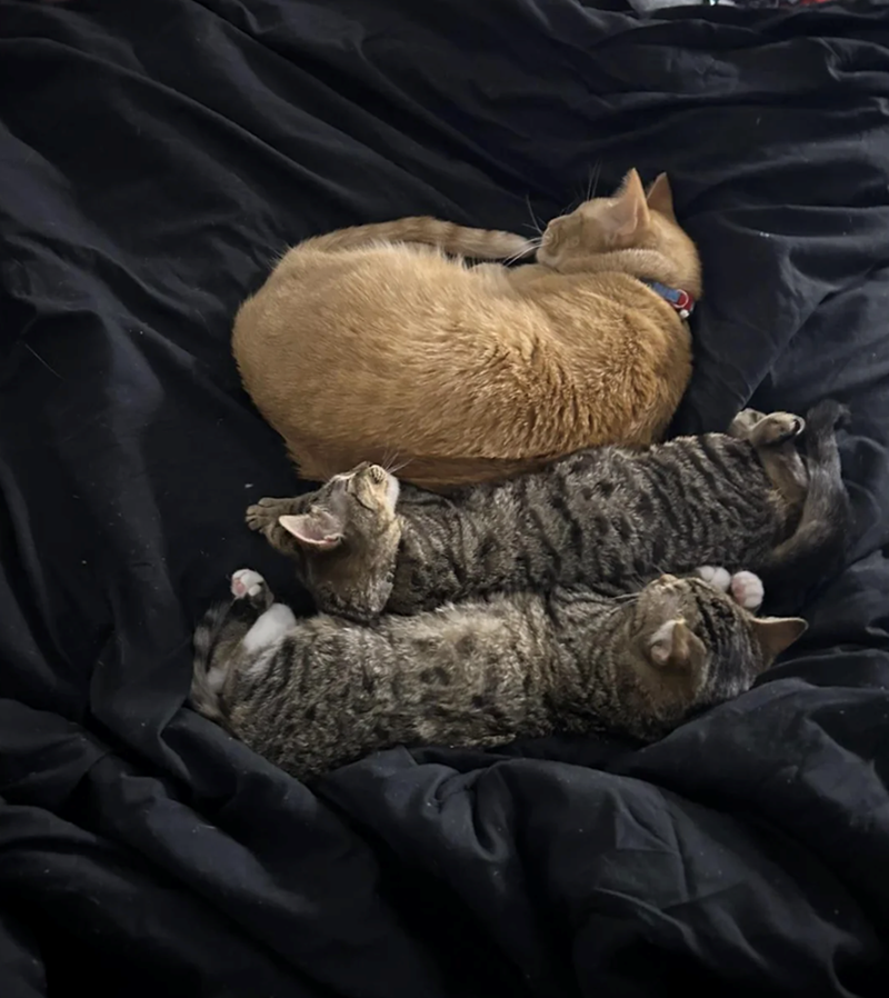 Cheezburger Image 10610157568