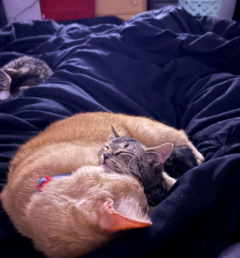 Cheezburger Image 10610157824