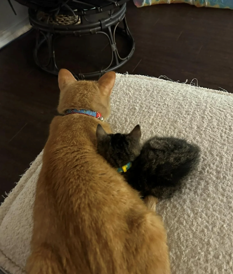 Cheezburger Image 10610158080