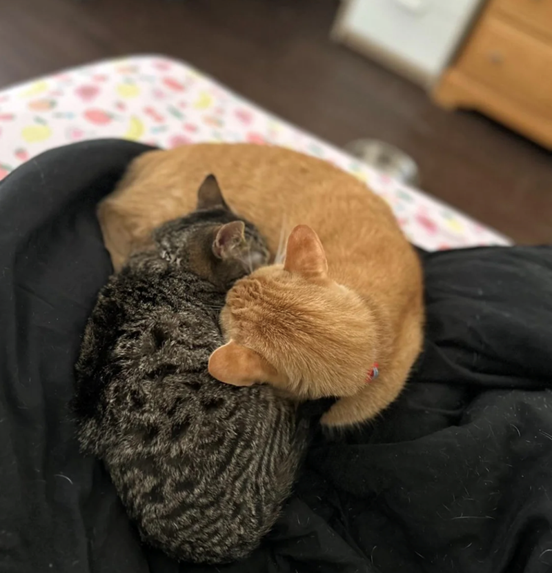 Cheezburger Image 10610158336