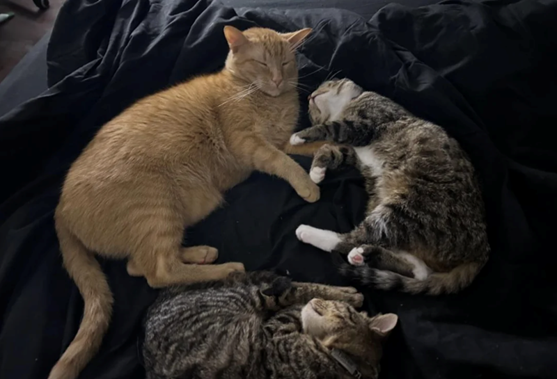 Cheezburger Image 10610159104