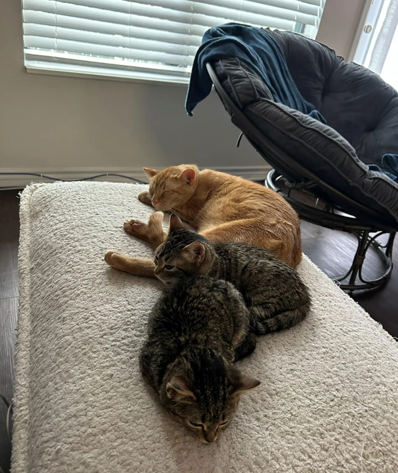 Cheezburger Image 10610159360